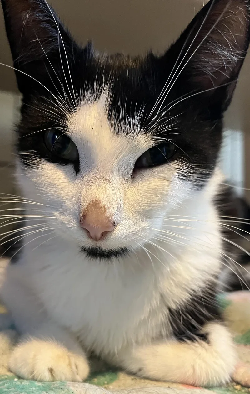 A baby medium-sized female Black & White / Tuxedo Domestic Short Hair cat named April for adoption in Moline, IL