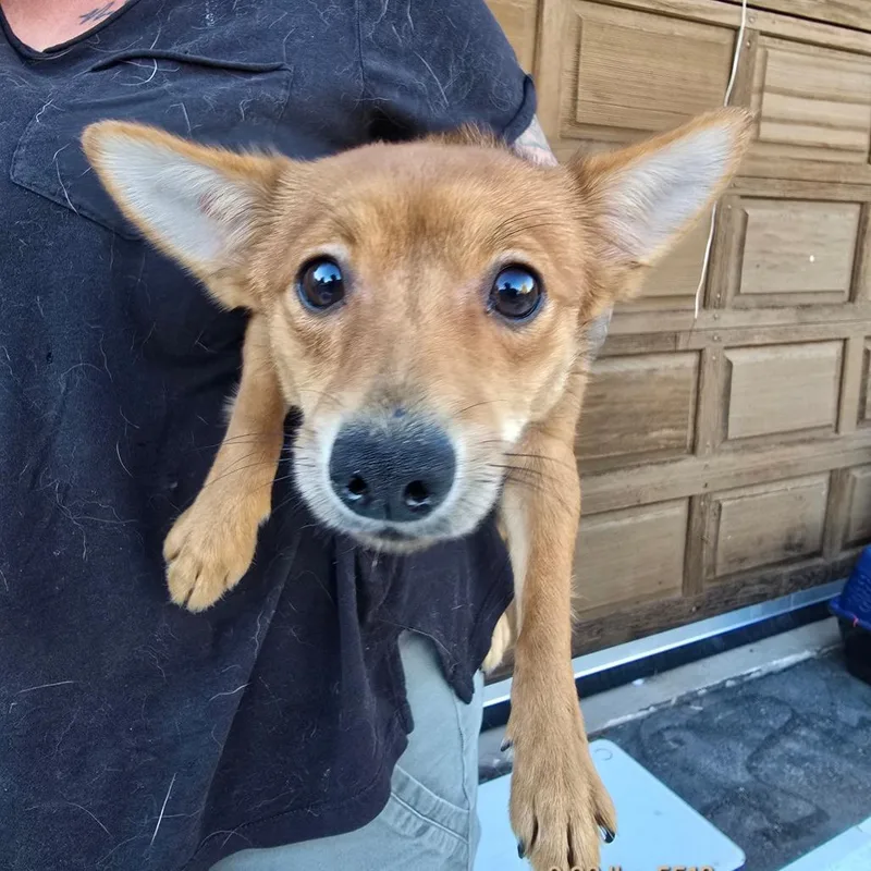 A young small-sized female Yellow / Tan / Blond / Fawn Pomeranian dog named Hermione for adoption in Klamath Falls, OR