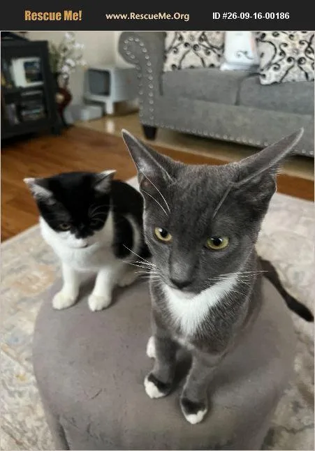 Willow & Winston thumbnail 3