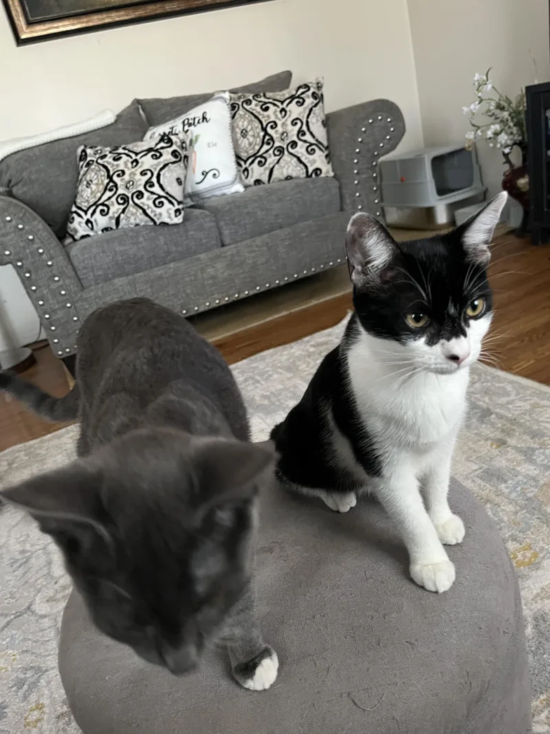Willow & Winston thumbnail 4