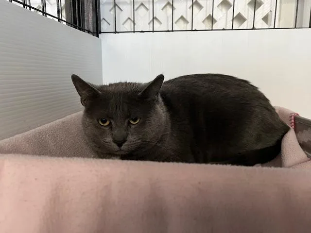 An adult large-sized male Gray / Blue / Silver Domestic Medium Hair cat named Teddy for adoption in Carson City, NV