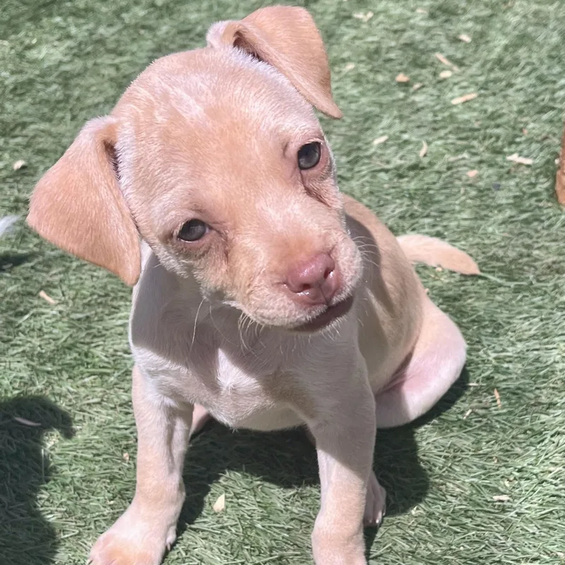 A baby small-sized female Terrier dog named Molly for adoption in El Cajon, CA
