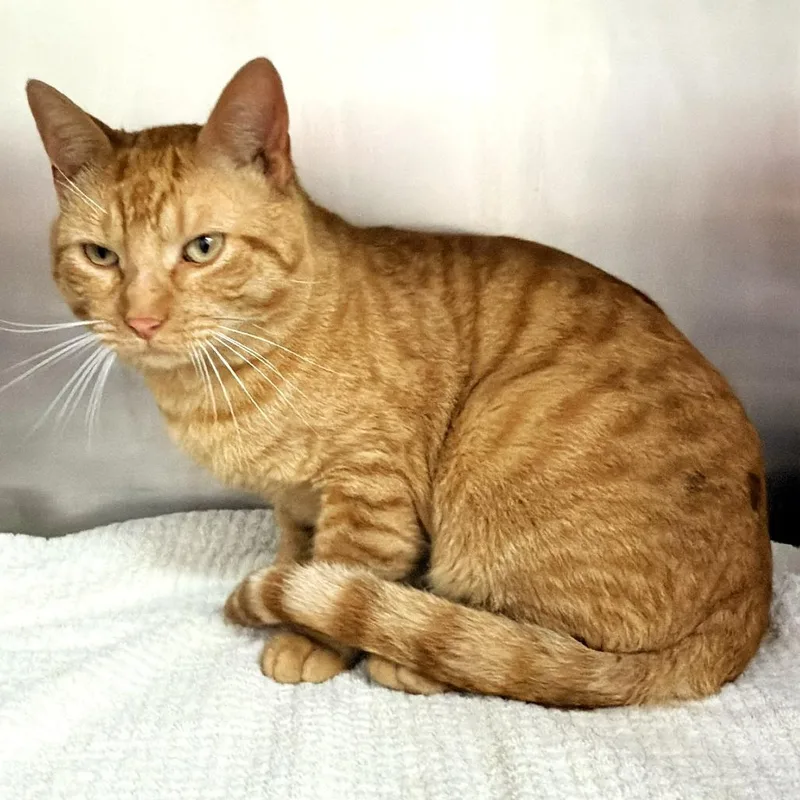 An adult large-sized male Domestic Short Hair cat named Dandy for adoption in Warrensburg, MO