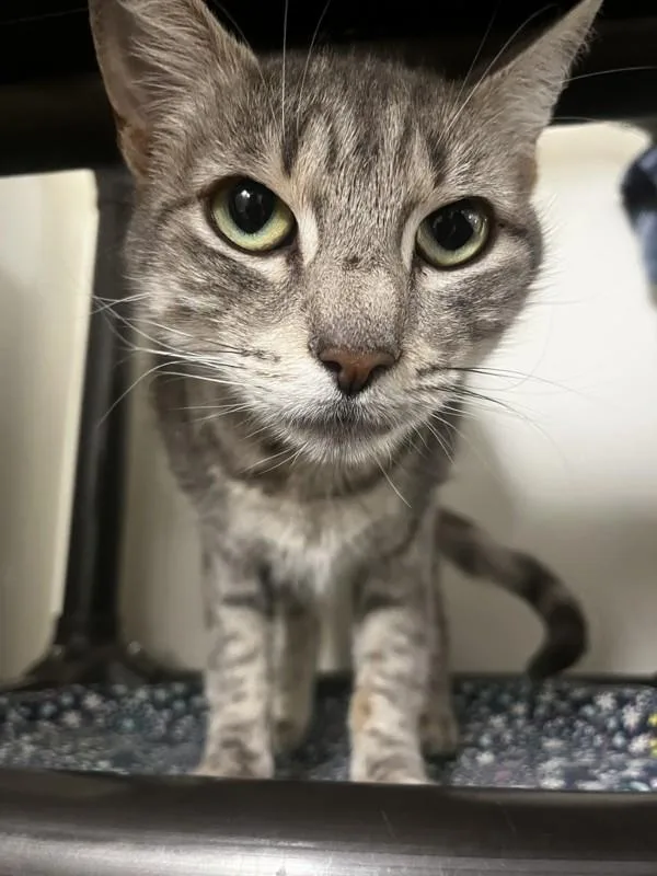 An adult medium-sized female Domestic Short Hair cat named Violet for adoption in Santa Rosa, CA