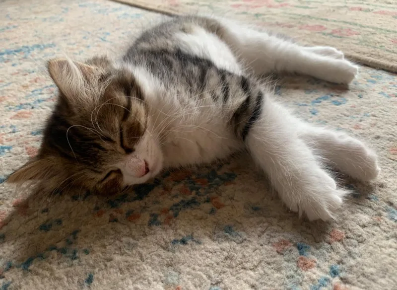 A baby small-sized female Domestic Medium Hair cat named Cowie for adoption in Burlington, VT