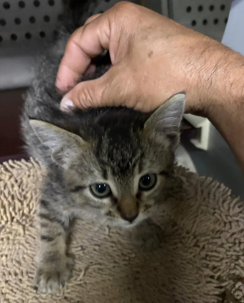A baby large-sized male Domestic Short Hair cat named Meatloaf for adoption in Forney, TX