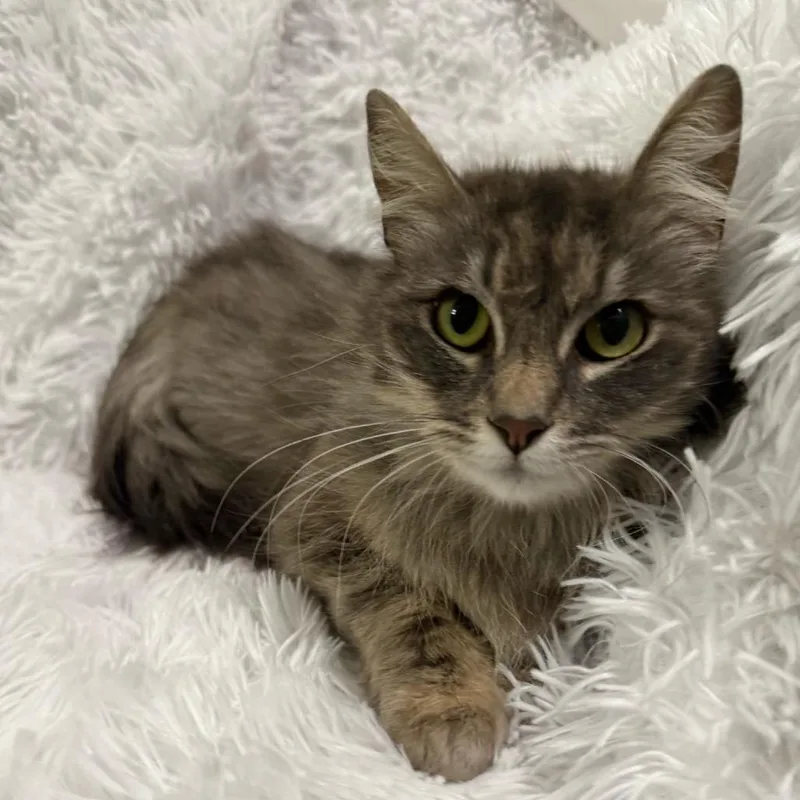 A young medium-sized female Gray / Blue / Silver Domestic Long Hair cat named Gmc for adoption in Brea, CA