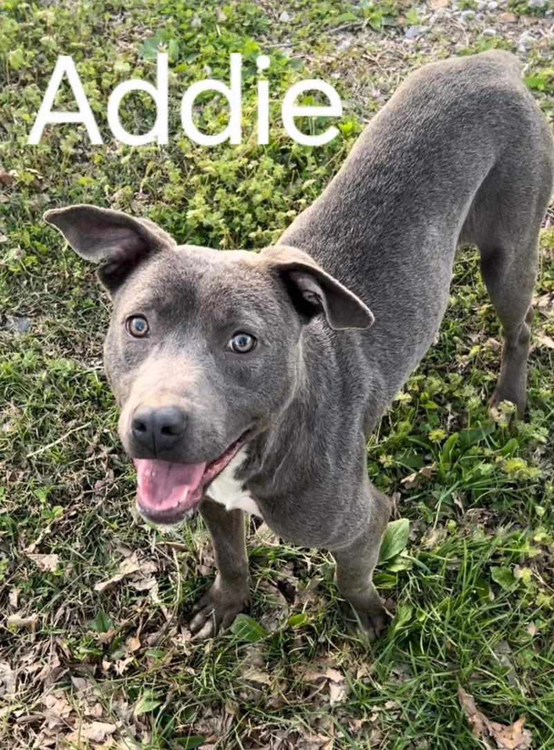 An adult medium-sized female Gray / Blue / Silver Mixed Breed dog named Addie for adoption in Belleville, IL