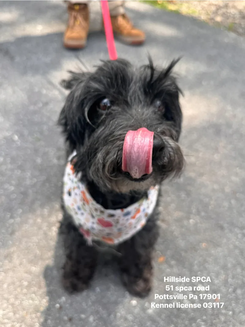 A senior small-sized male Black Terrier dog named Baxter for adoption in Pottsville, PA