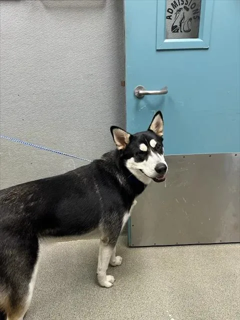 A young large-sized male Siberian Husky dog named Rocket Paws for adoption in Las Vegas, NV