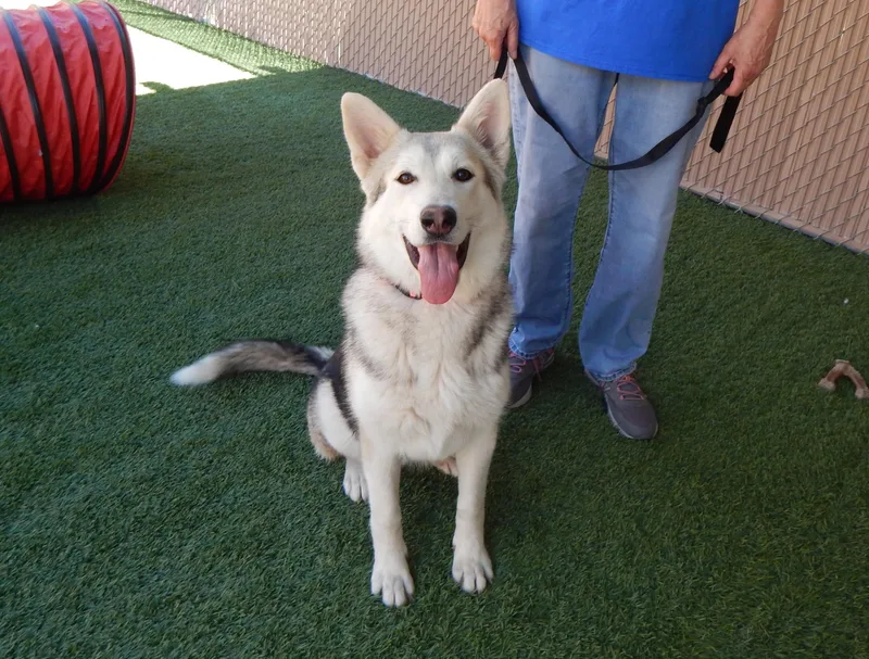 A young large-sized female Sable Husky dog named Everest for adoption in Mesquite, NV