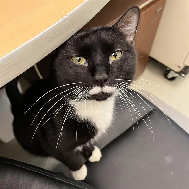 A young small-sized male Domestic Short Hair cat named Shadow for adoption in Methuen, MA