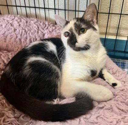 Josie  “a Priority