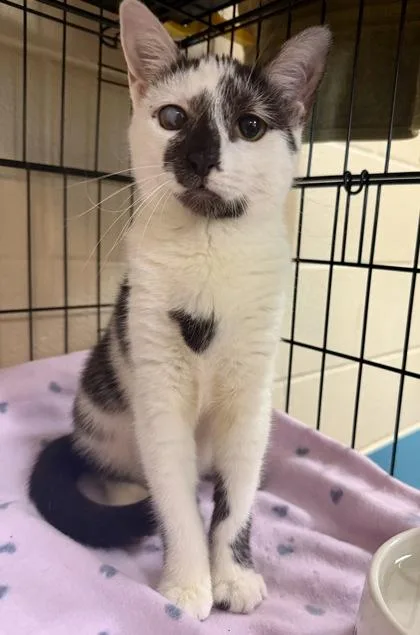 Josie  “a Priority thumbnail 2