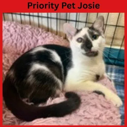 Josie  “a Priority thumbnail 3