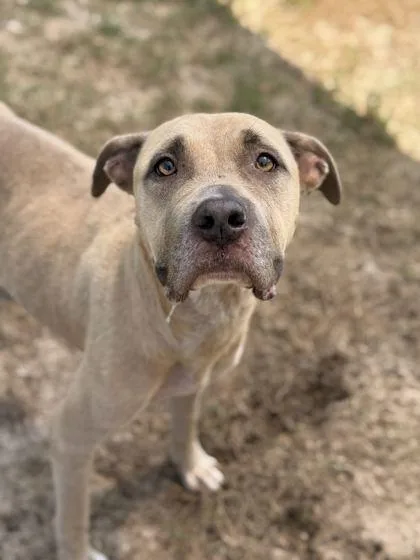 An adult large-sized female Pit Bull Terrier dog named Tangela for adoption in Atlanta, GA