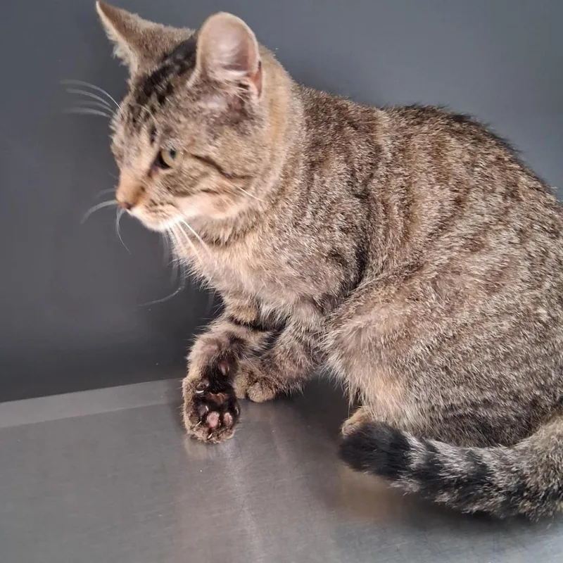 A baby medium-sized female Gray / Blue / Silver Domestic Short Hair cat named Club for adoption in Livingston, TX