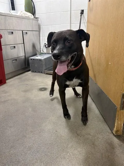 An adult large-sized male Labrador Retriever dog named Zeus for adoption in Upper Marlboro, MD