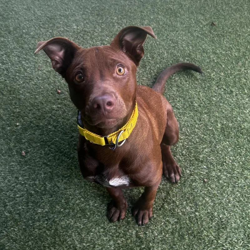 A young medium-sized male Brown / Chocolate Mixed Breed dog named Rudy for adoption in Asheville, NC