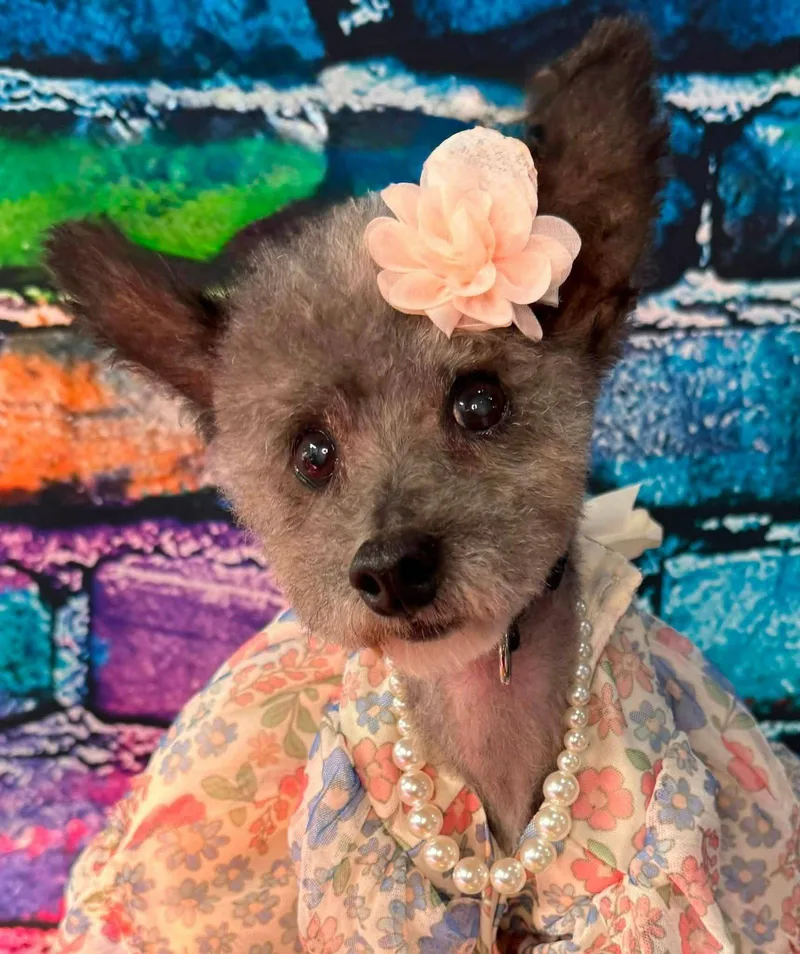 A senior small-sized female Yorkshire Terrier dog named Haley Grace for adoption in Fairmont, WV