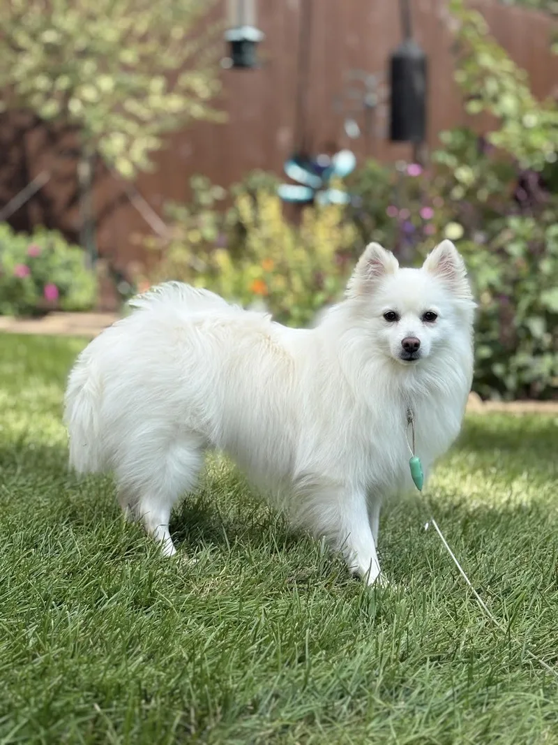 A young small-sized female American Eskimo Dog dog named Myia of Bolingbrook for adoption in Randallstown, MD