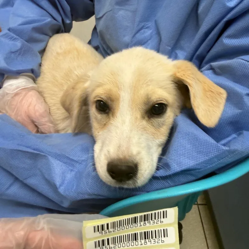 A baby small-sized male White / Cream Mixed Breed dog named Ivory for adoption in Springboro, OH