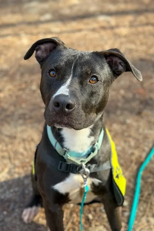 An adult medium-sized male Mixed Breed dog named Squire for adoption in Miamitown, OH