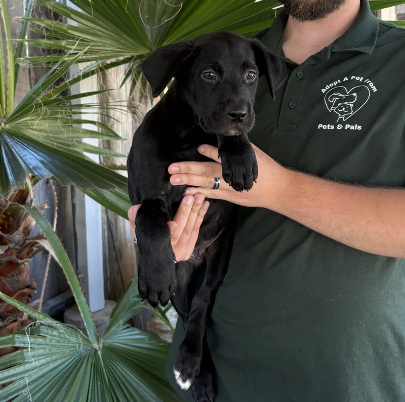 A baby small-sized female Black Labrador Retriever dog named Kona for adoption in Lathrop, CA