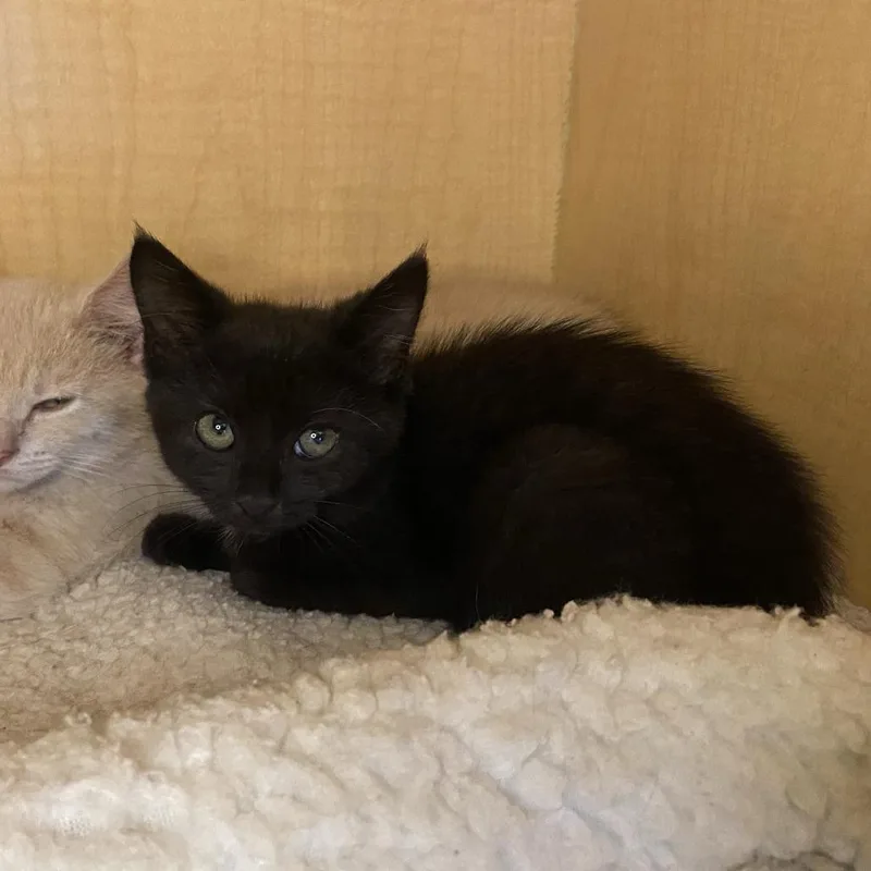 A baby small-sized male Black Domestic Short Hair cat named Fly for adoption in Washington Township, OH