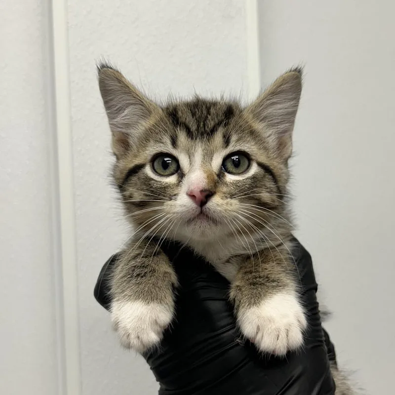 A baby small-sized male White Domestic Short Hair cat named Kixx for adoption in Abilene, TX