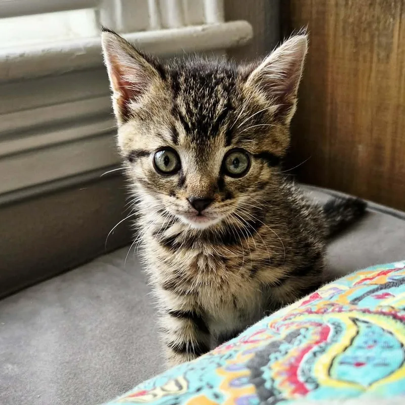 A baby small-sized male Tabby (Buff / Tan / Fawn) Tabby cat named Roan for adoption in New Bedford, MA