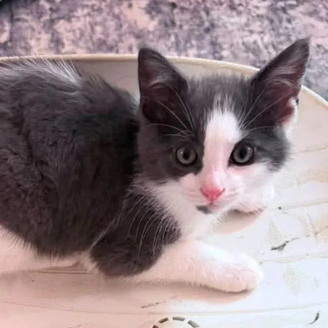 A baby small-sized male Gray / Blue / Silver Domestic Short Hair cat named Freddy B for adoption in Chicago, IL