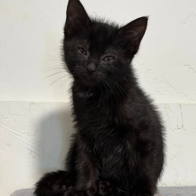 A young medium-sized female Black Domestic Short Hair cat named Blake Silverman for adoption in Eagle Mountain, UT