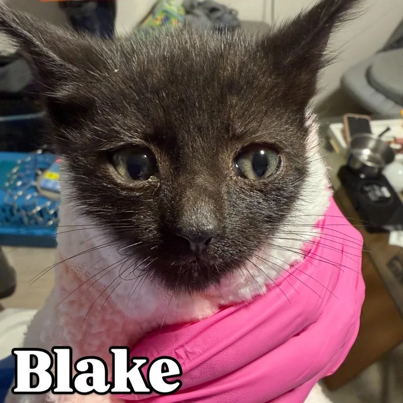 Blake Silverman thumbnail 2