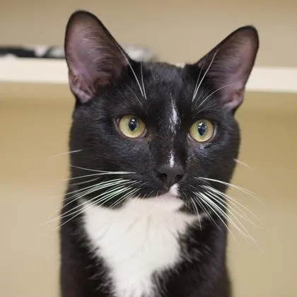 A young small-sized male Domestic Short Hair cat named Smith for adoption in Verona, WI