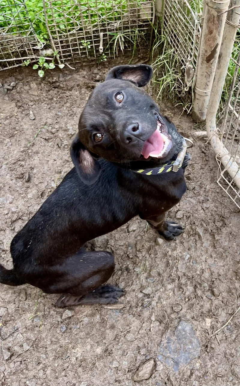 An adult medium-sized male Pit Bull Terrier dog named Flash for adoption in Fayetteville, WV