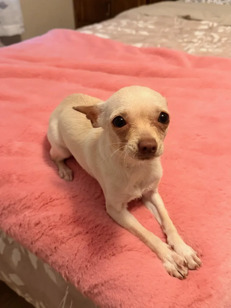 A baby small-sized male White / Cream Chihuahua dog named Minnow for adoption in North Freedom, WI