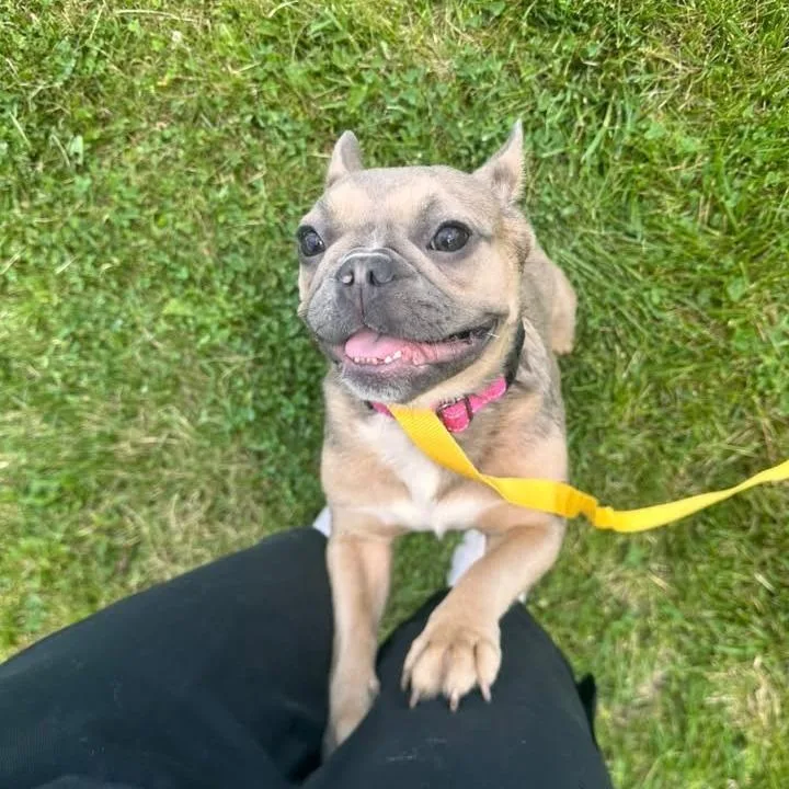 A young small-sized female Sable French Bulldog dog named Lola for adoption in Huber Heights, OH