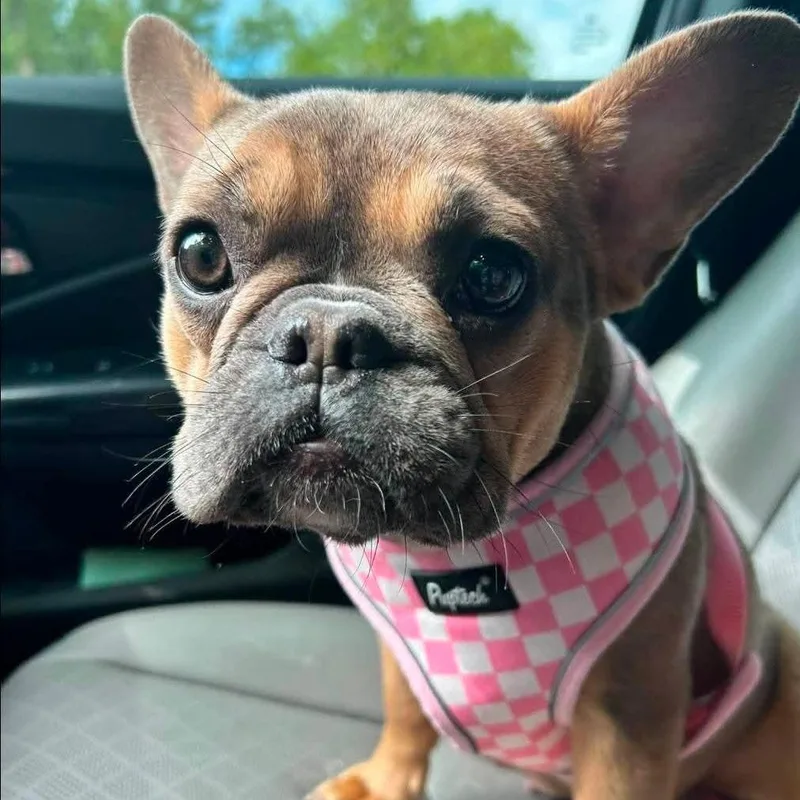 Lola thumbnail 2