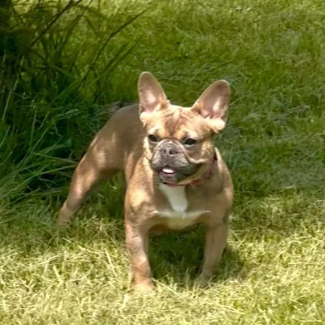 Lola thumbnail 3