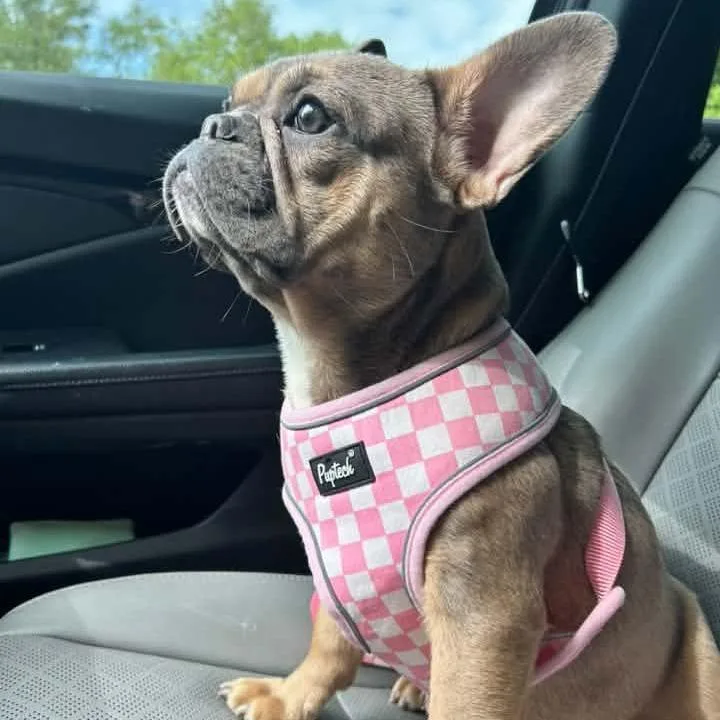 Lola thumbnail 6