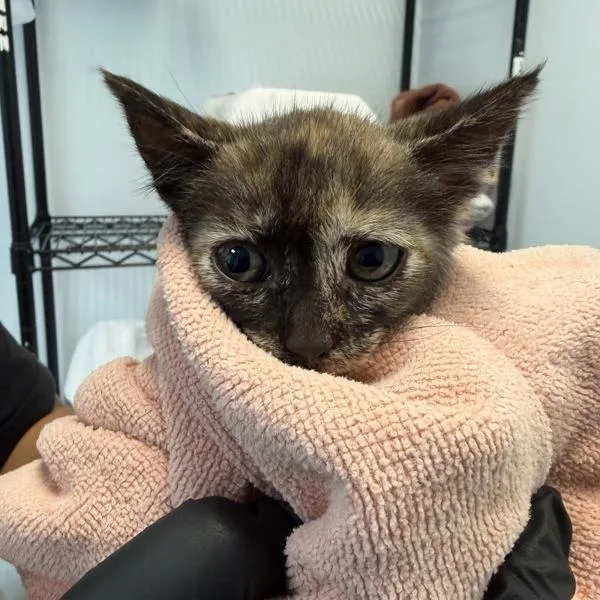 A baby small-sized female Domestic Short Hair cat named Starling for adoption in San Diego, CA