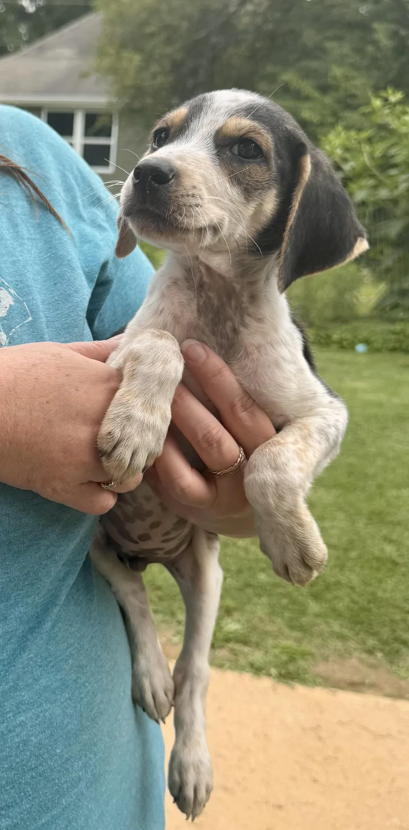 A baby medium-sized male Hound dog named Atlas for adoption in Maiden, NC