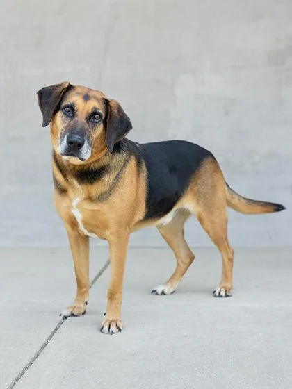 A senior medium-sized male Mixed Breed dog named Buffalo for adoption in Longmont, CO
