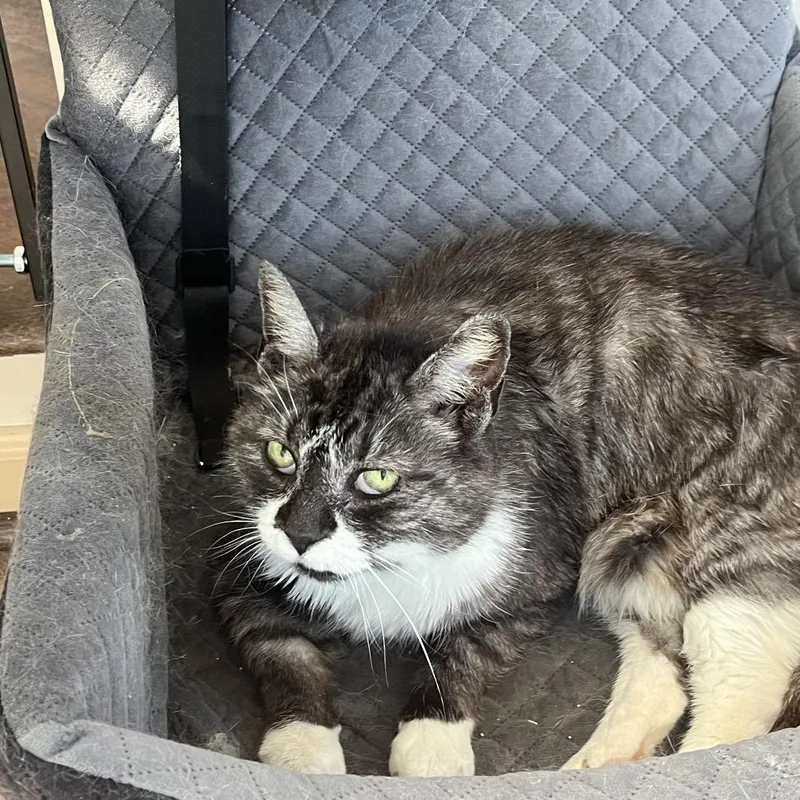 An adult small-sized female Smoke Domestic Medium Hair cat named Sabrina for adoption in Pasadena , MD