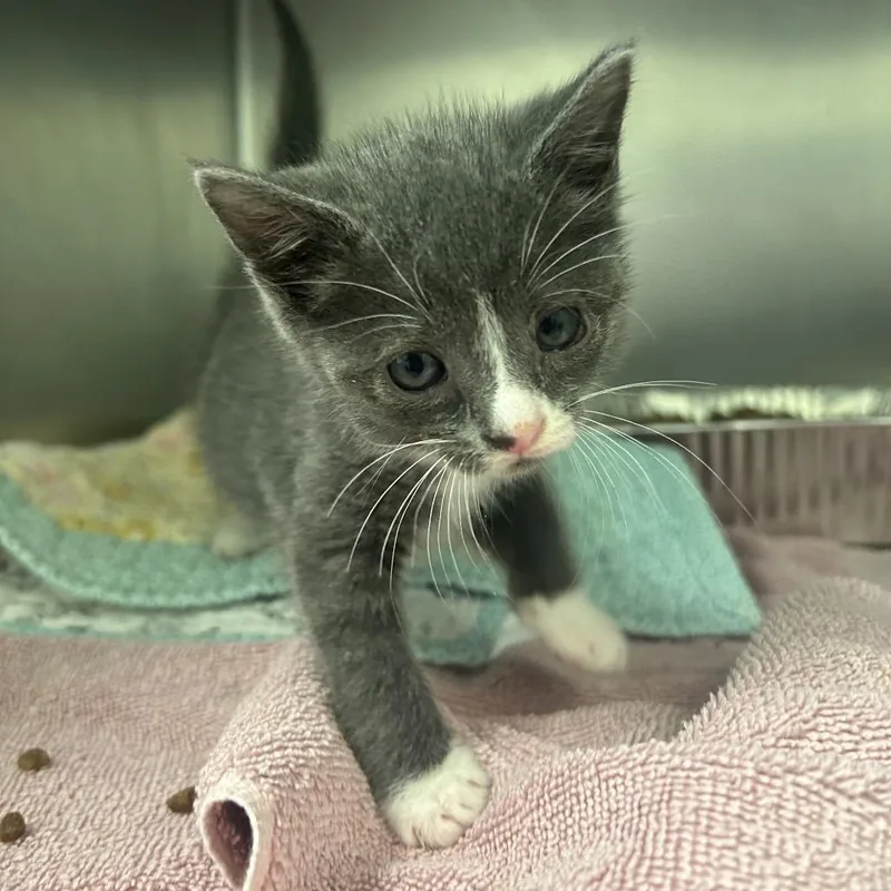 A baby small-sized male Gray / Blue / Silver Domestic Short Hair cat named Nate the Hoof Guy for adoption in Charlottesville, VA