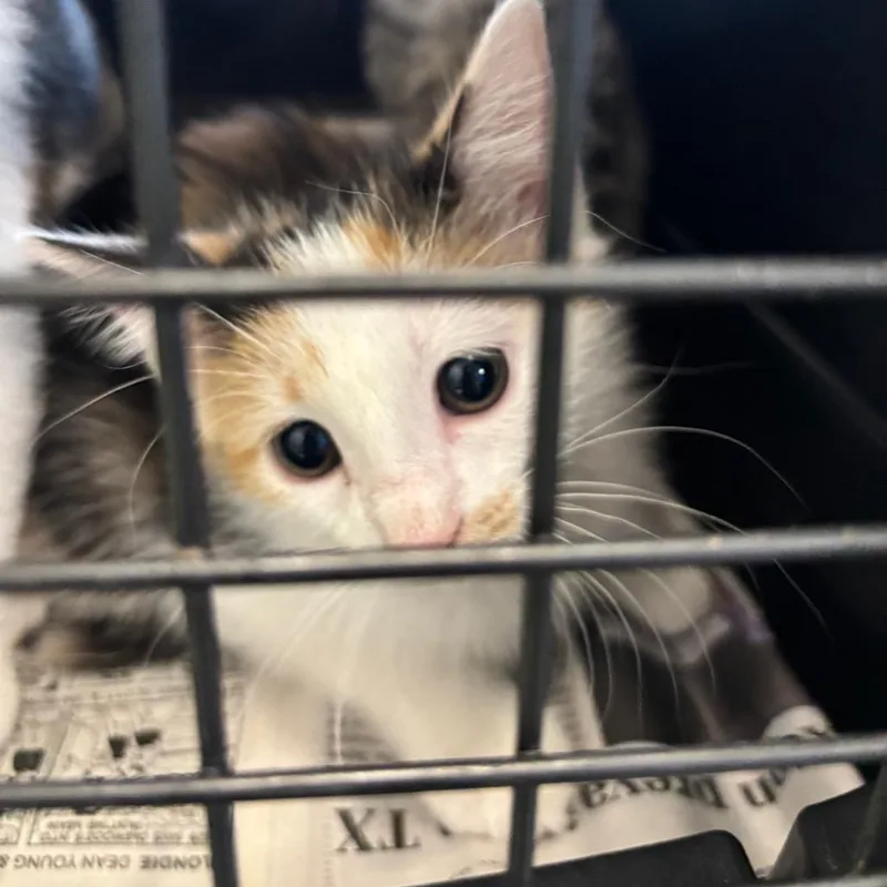 A baby small-sized female Domestic Short Hair cat named Charm for adoption in Montgomery, AL