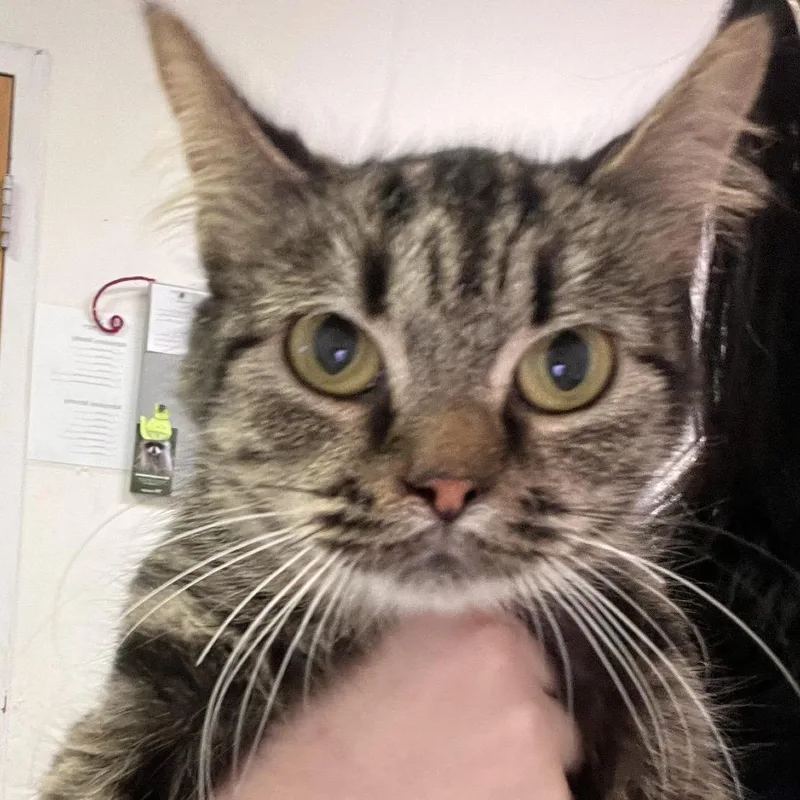 An adult medium-sized female Buff / Tan / Fawn Domestic Short Hair cat named Pushpop for adoption in Charleston, WV