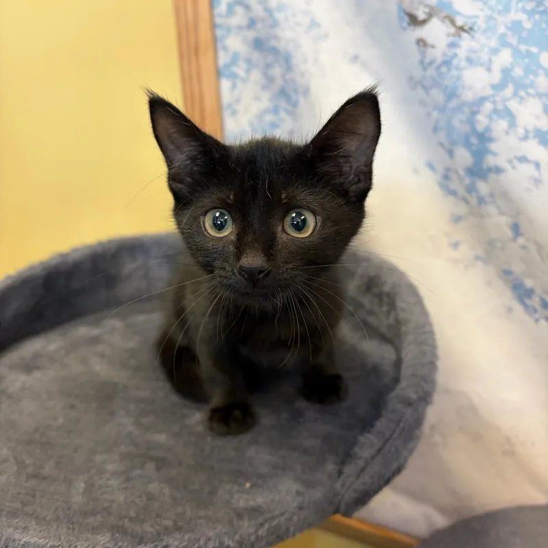 A baby small-sized female Black Bombay cat named Miss Mahi & Mr. for adoption in Boca Raton, FL