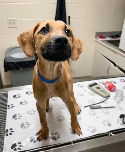 A baby small-sized male Mixed Breed dog named Diego for adoption in Westland, MI